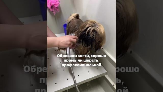 Первая стрижка 6-месячного шитцу#грумингсобак #грумингшитцу#шитцу #стрижкасобак #груминг Первая стрижка 6-месячного шитцу#грумингсобак #грумингшитцу#шитцу #стрижкасобак #груминг