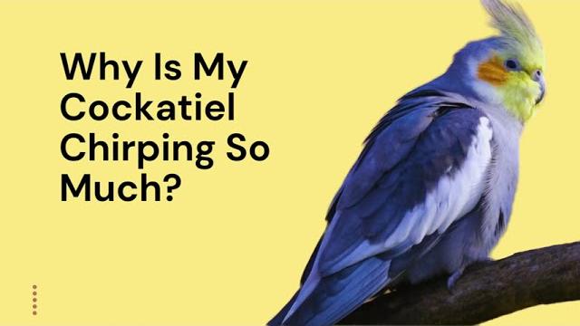 Why is my cockatiel chirping so much? Why is my cockatiel chirping so much?
