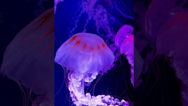 Medusas🪼🪼🪼4k Medusas🪼🪼🪼4k