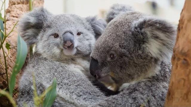 This baby koala just loves cuddling This baby koala just loves cuddling