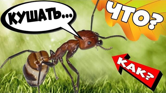 Как ухаживать за муравьями и муравьиной фермой дома? Как ухаживать за муравьями и муравьиной фермой дома?