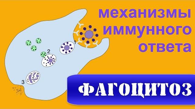 Неспецифический иммунитет и фагоцитоз. основы иммунологии и цитологии | иммунная система человека Неспецифический иммунитет и фагоцитоз. основы иммунологии и цитологии | иммунная система человека