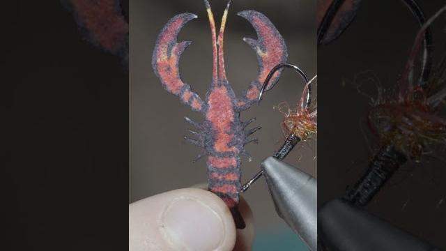 New crayfish crushes fish! New crayfish crushes fish!