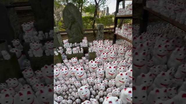 Gōtokuji temple is famous for the maneki neko#japan #tokyo #visitjapan #gotokujitemple #manekineko Gōtokuji temple is famous for the maneki neko#japan #tokyo #visitjapan #gotokujitemple #manekineko