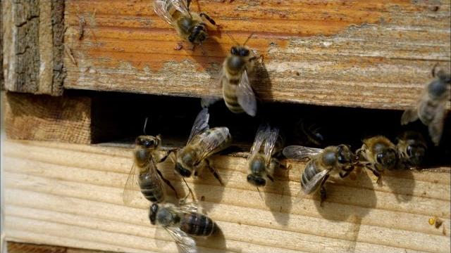 The waggle dance | inside the animal mind | bbc The waggle dance | inside the animal mind | bbc