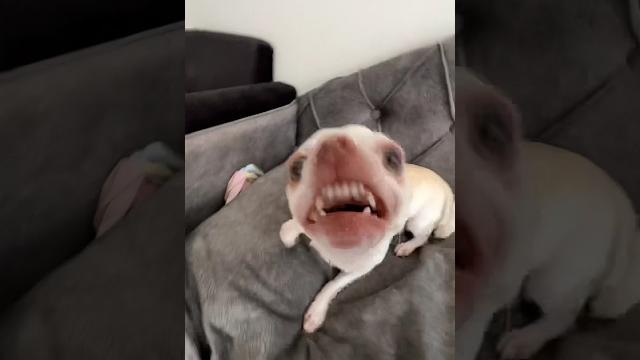 Doing kuchi kuchi to my chihuahuas Doing kuchi kuchi to my chihuahuas