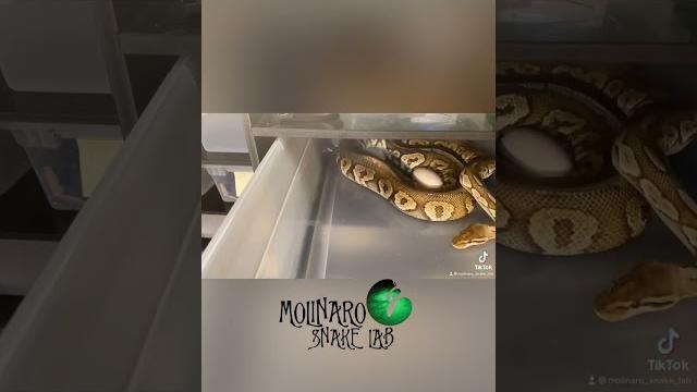 How do snakes lay eggs? #snakes #shorts #ballpython #royalpython #sawa #pets #pyton #piton How do snakes lay eggs? #snakes #shorts #ballpython #royalpython #sawa #pets #pyton #piton