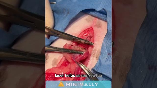 Dog laser spay surgery Dog laser spay surgery
