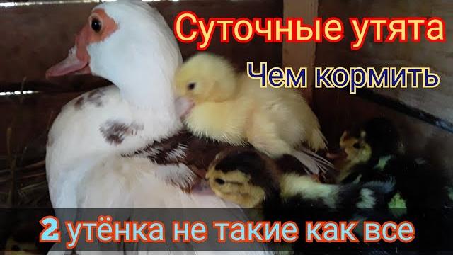 Чем кормить утят. 2 необычных утенка / индоутка Чем кормить утят. 2 необычных утенка / индоутка