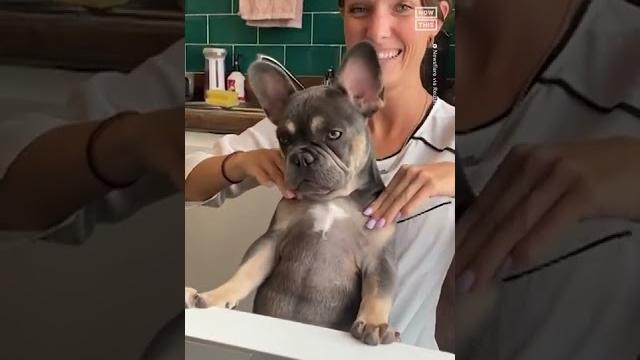 Woman gives dog shoulder massage Woman gives dog shoulder massage