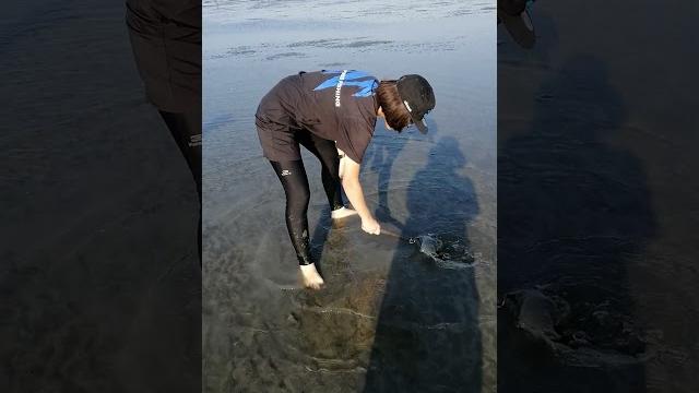 挖蛤蜊初體驗 #飛魚 #蛤蜊 #clams 挖蛤蜊初體驗 #飛魚 #蛤蜊 #clams