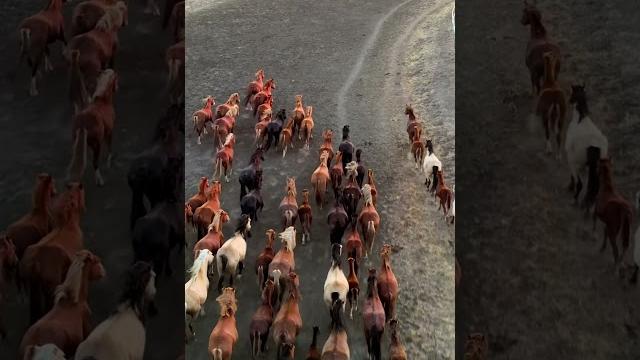 #horse#horse and short#wild horse#дикие лошади#табун лошадей#лошади#лошадь#лошадиная сила#nature# #horse#horse and short#wild horse#дикие лошади#табун лошадей#лошади#лошадь#лошадиная сила#nature#