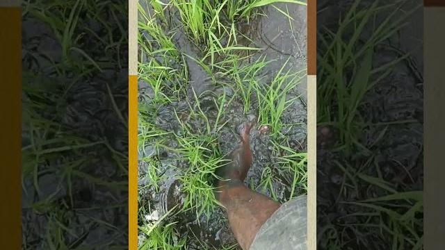 Stepping in mud&grass | barefoot mud asmr | nature asmr. #asmrsounds #barefoot#asmr#mud#naturesounds Stepping in mud&grass | barefoot mud asmr | nature asmr. #asmrsounds #barefoot#asmr#mud#naturesounds