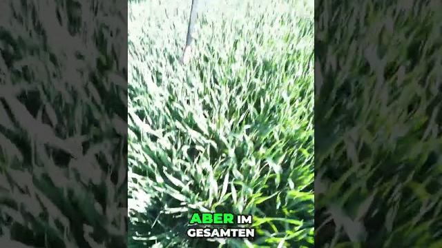 Direktsaat-weizen #notill #landwirtschaft Direktsaat-weizen #notill #landwirtschaft