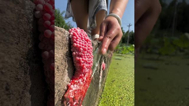 Asmr crushing apple snail eggs #asmr #satisfying #snail #snaileggs #bigsnail #butterfly #snailvidio Asmr crushing apple snail eggs #asmr #satisfying #snail #snaileggs #bigsnail #butterfly #snailvidio