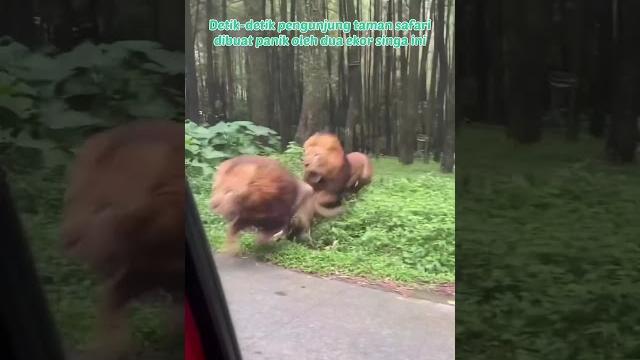 Momen singa ngamuk di taman safari #shorts Momen singa ngamuk di taman safari #shorts