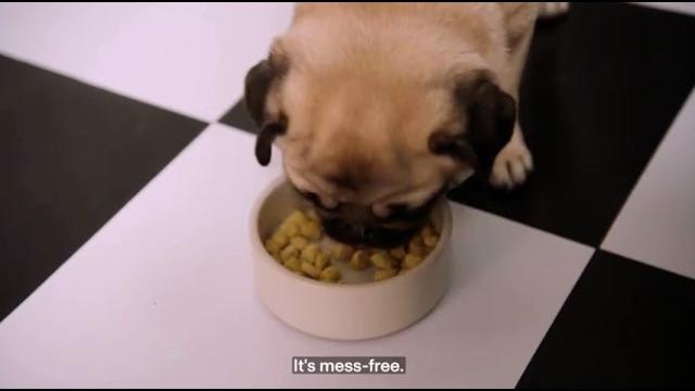 Spot & tango ad - rachel and kiwi Spot & tango ad - rachel and kiwi
