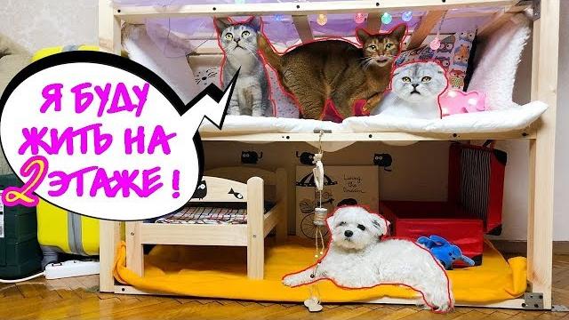 Украшаем пятиэтажный дом для животных Украшаем пятиэтажный дом для животных