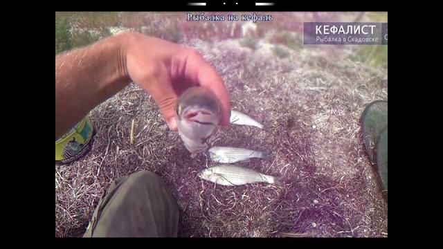 #shorts fishing, рыбалка, риболовля, pesca, balıqçılıq, 釣り, balık tutma, балық аулау, თევზჭერის #shorts fishing, рыбалка, риболовля, pesca, balıqçılıq, 釣り, balık tutma, балық аулау, თევზჭერის