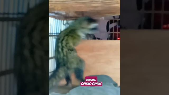 Musang #musang #tenggarangan #shorts Musang #musang #tenggarangan #shorts