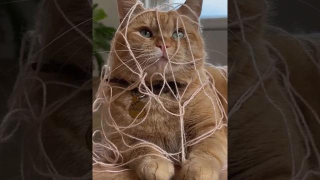 He got trapped in yarn again He got trapped in yarn again