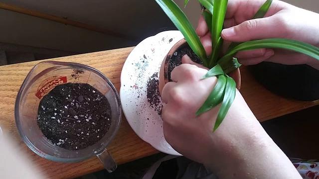 Ms bree planting spider plant Ms bree planting spider plant