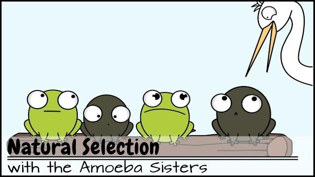 Natural selection Natural selection