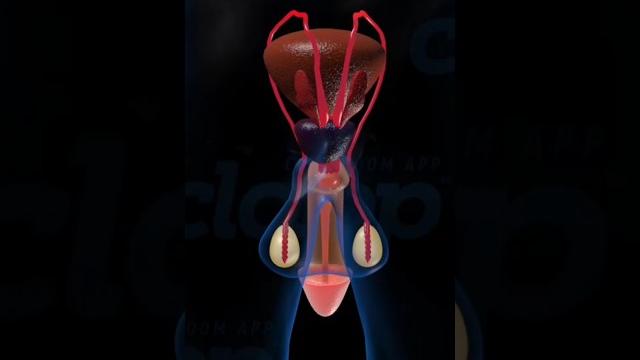 Male reproductive organs #education Male reproductive organs #education