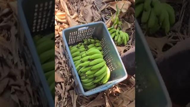 Export quality of banana Export quality of banana