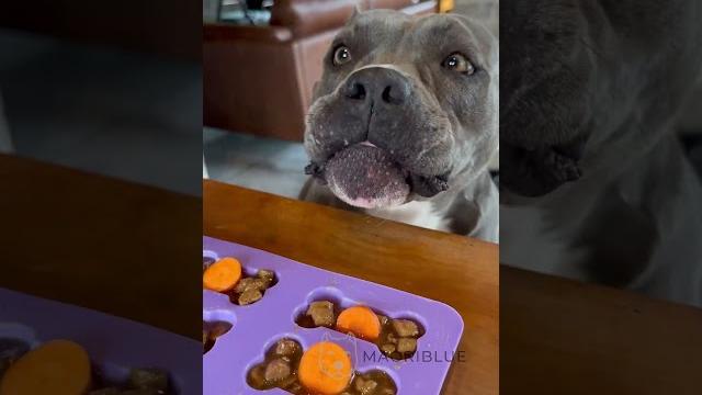 Para os dias de calor, picolé de osso - nossa rotina #americanbully Para os dias de calor, picolé de osso - nossa rotina #americanbully