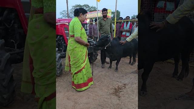 Psk & psc bull's pandu....... Psk & psc bull's pandu.......