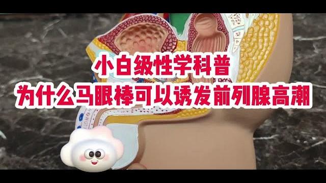 马眼棒激发前列腺高潮原理 马眼棒激发前列腺高潮原理