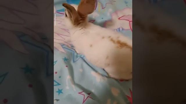 Сегодня у баффи день рождение Сегодня у баффи день рождение