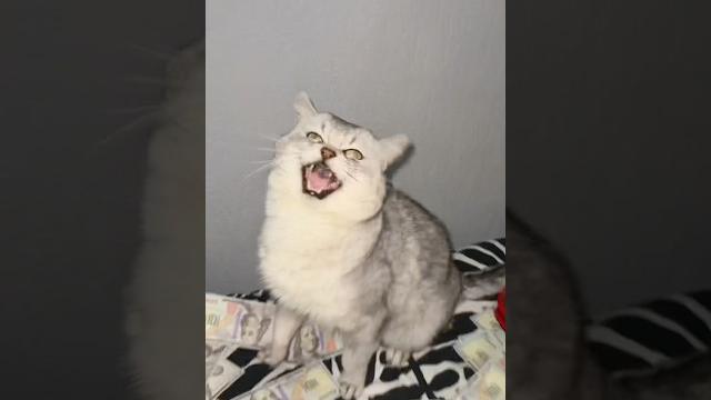 Money talks ft. barking cat Money talks ft. barking cat