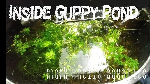Inside guppy pond Inside guppy pond