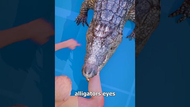 How to escape an alligator death roll How to escape an alligator death roll