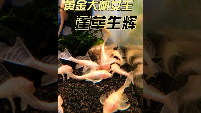 黄金大帆女王 l165 albino pleco 黄金大帆女王 l165 albino pleco