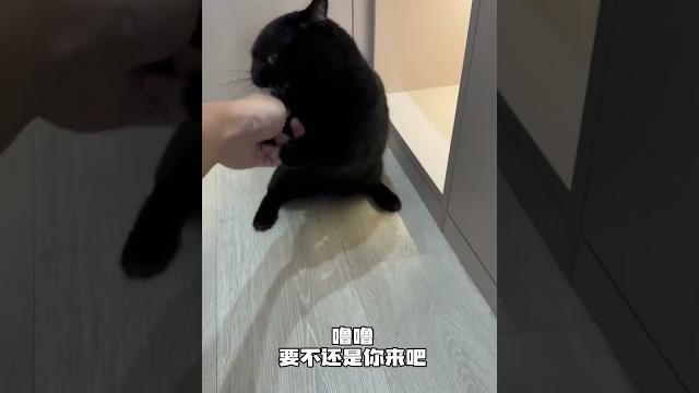 【#一只黑糖啵啵】真诚提问,被虫子爬过的地方需要截肢吗?#蟑螂大战 #黑猫 #猫咪的迷惑行为 【#一只黑糖啵啵】真诚提问,被虫子爬过的地方需要截肢吗?#蟑螂大战 #黑猫 #猫咪的迷惑行为