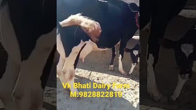 Vk bhati dairy farm Vk bhati dairy farm