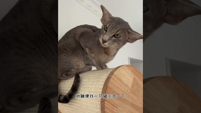 【喵可酱】如何正确的撸猫 【喵可酱】如何正确的撸猫