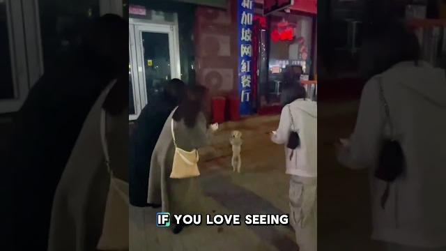 Cute dog celebrates with his owner! pure joy! Cute dog celebrates with his owner! pure joy!