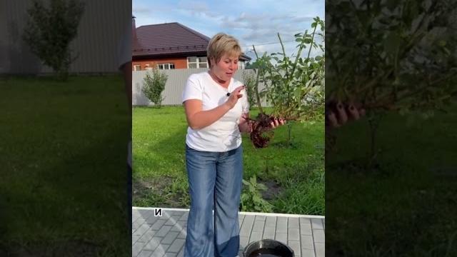 Пересаживаем розу правильно! Пересаживаем розу правильно!