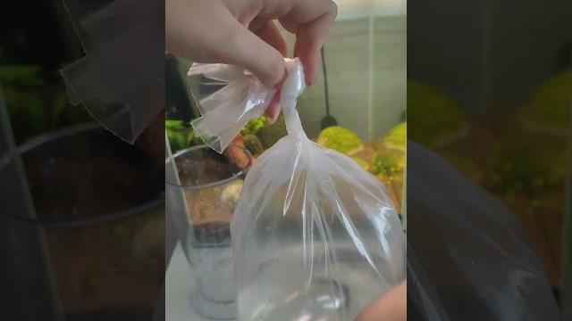 Выпускаем рыбку в аквариум #рыбки #aquarium #aquascapeaquarium #aquascape #fishtankdesign #растения Выпускаем рыбку в аквариум #рыбки #aquarium #aquascapeaquarium #aquascape #fishtankdesign #растения