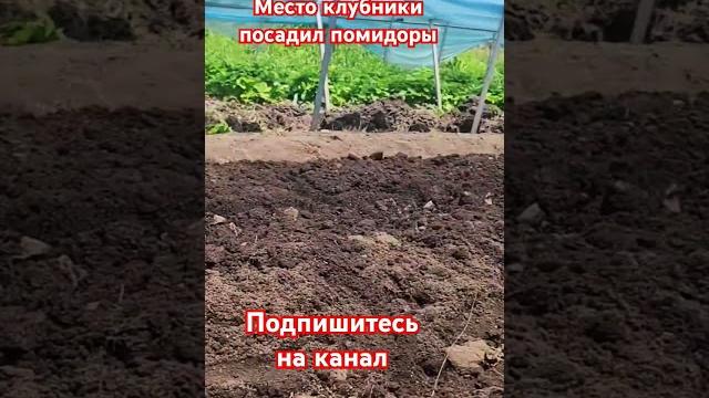 Как выращивать томаты. место клубники посадил помидоры. теплица для клубники своими руками. балаган Как выращивать томаты. место клубники посадил помидоры. теплица для клубники своими руками. балаган
