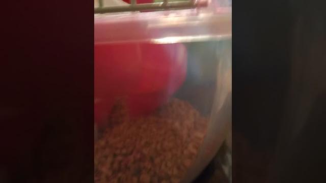我的倉鼠因為生病死了 我的倉鼠因為生病死了