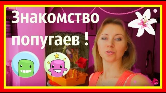 Приручение попугая день 14 ч.1.как познакомить самца и самку волнистого попугая vlog #птицы Приручение попугая день 14 ч.1.как познакомить самца и самку волнистого попугая vlog #птицы