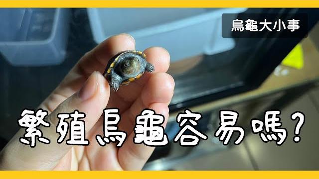 繁殖烏龜看起來很容易???《烏龜大小事》 繁殖烏龜看起來很容易???《烏龜大小事》