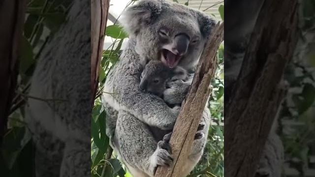 Sleeping koala Sleeping koala