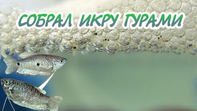 Собрал икру гурами Собрал икру гурами