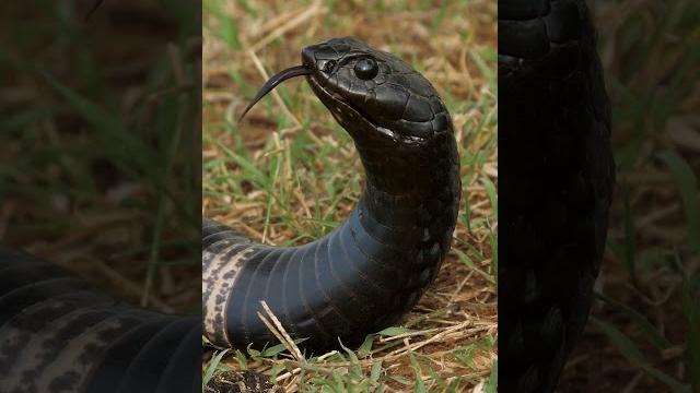 The most insane rinkhals snake you've never seen The most insane rinkhals snake you've never seen